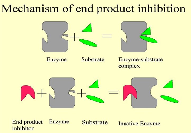 Difference Between Feedback Inhibition And Feedback Repression