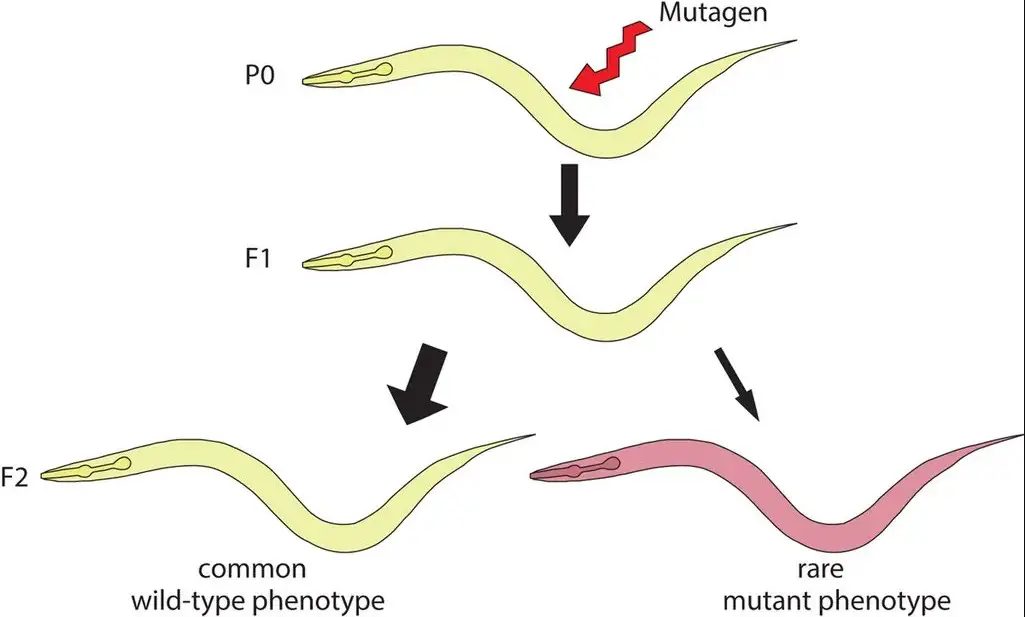 Difference Between Forward And Reverse Mutation