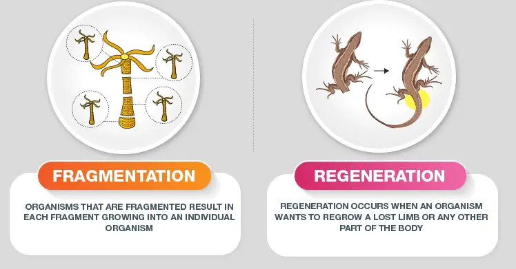 Difference Between Fragmentation And Regeneration