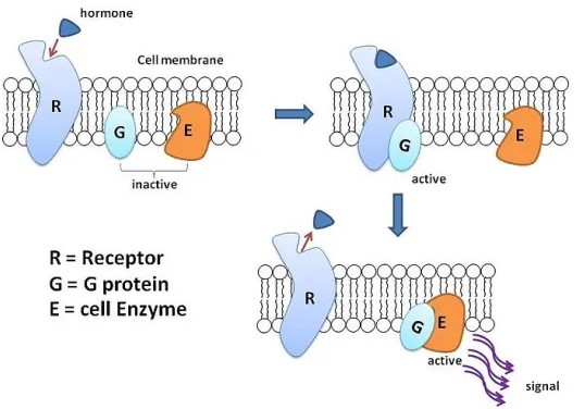Difference Between G Protein Linked Receptors And Enzyme Linked Receptors