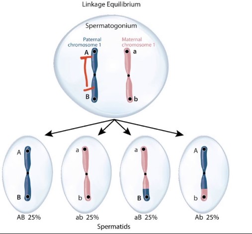 Difference Between Genetic Linkage And Linkage Disequilibrium