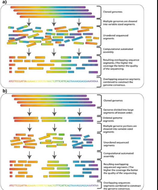 Difference Between Hierarchical And Whole Genome Shotgun Sequencing