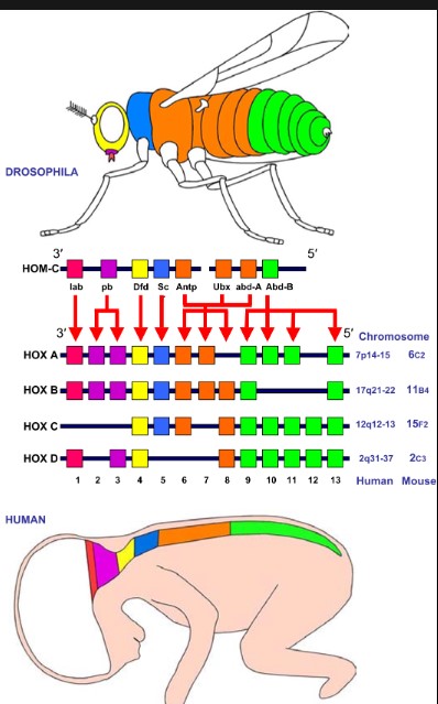 Difference Between Homeobox And Hox Genes