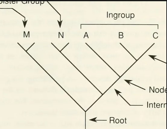 Difference Between Ingroup And Outgroup In Biology