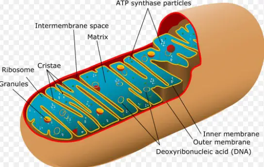 Difference Between Mitochondria And Kinetoplast