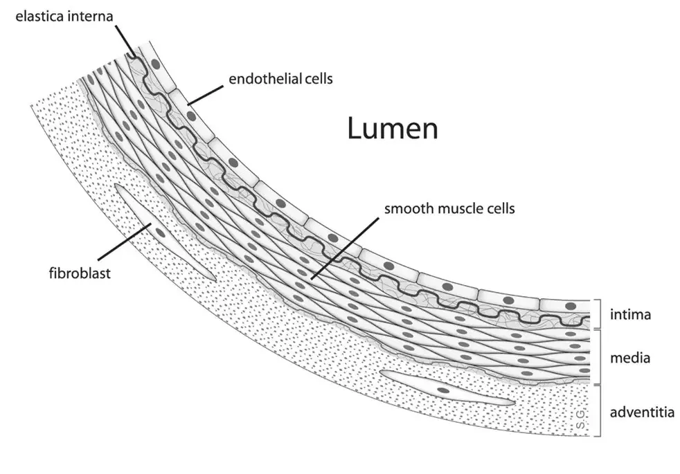 Difference Between Multiunit And Visceral Smooth Muscle