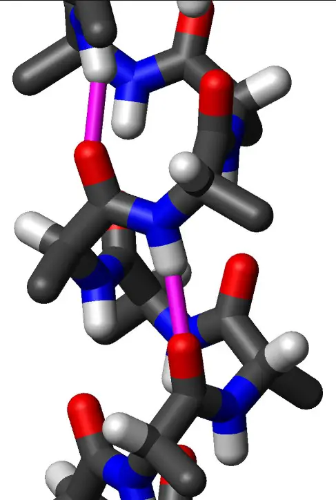 Difference Between Oligopeptide And Polypeptidec