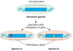 Difference Between Orthologous And Paralogous Genes