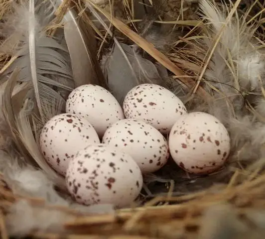 Difference Between Oviparity Ovoviviparity And Viviparity