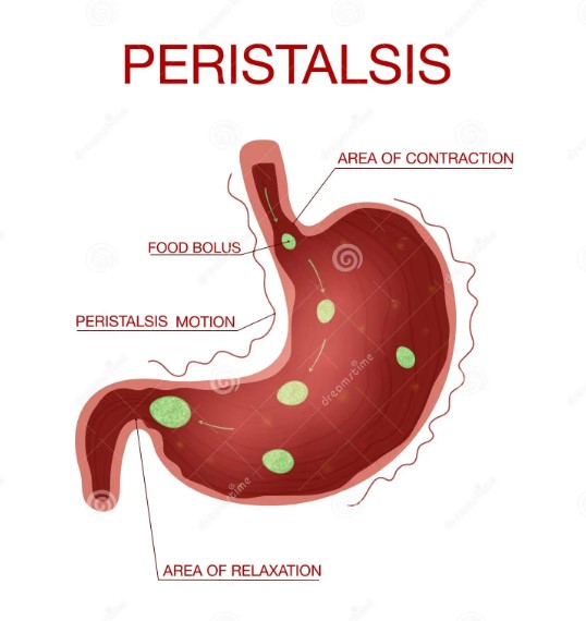 Difference Between Peristalsis And Antiperistalsis