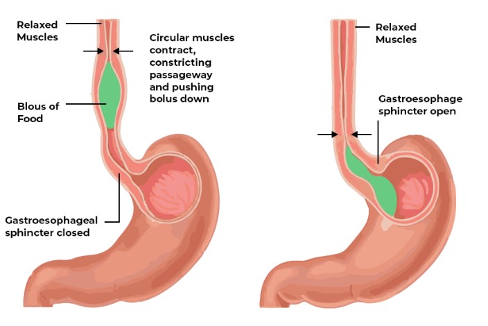 Difference Between Peristalsis And Antiperistalsis