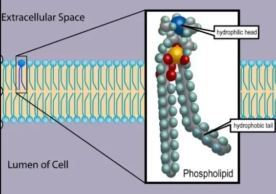 Difference Between Phospholipids And Sphingolipids