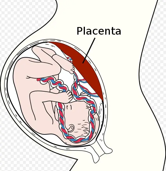 Difference Between Placenta And Uterus