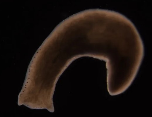 Difference Between Planarians And Tapeworms