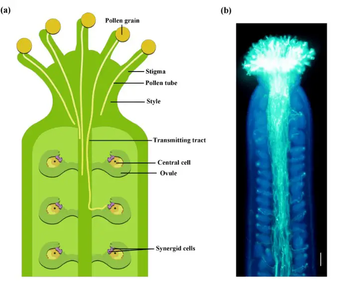 Difference Between Pollen Tube And Style