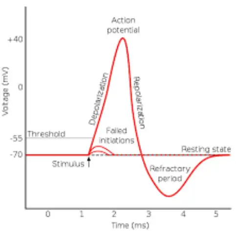 Difference Between Resting Potential And Vs Action Potential