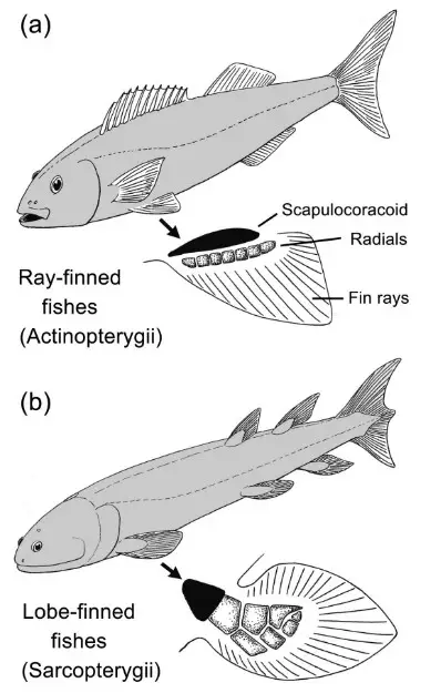 Difference Between Sarcopterygii And Actinopterygii