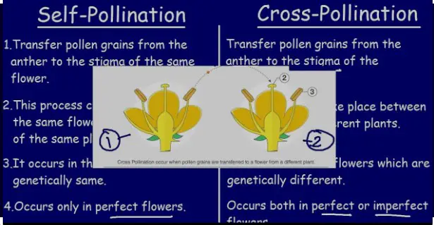 Difference Between Self And Vs Cross Fertilization