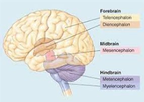 Difference Between Telencephalon And Diencephalon