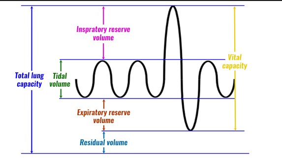 Difference Between Tidal Volume And Vital Capacity