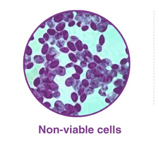 Difference Between Total Cell Count And Viable Cell Count