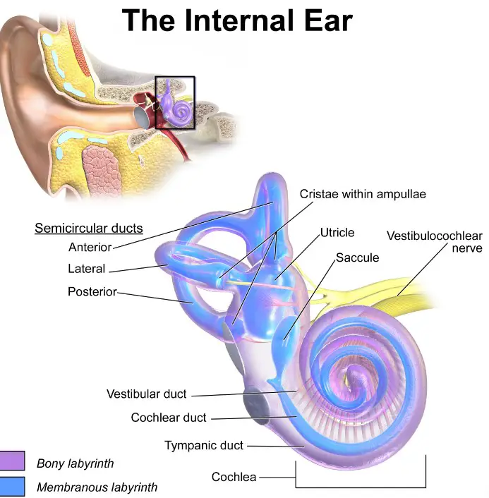 Difference Between Utricle And Saccule