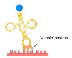 Difference Between Wobble And Degeneracy