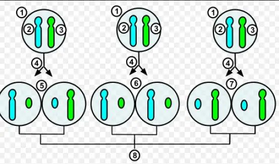 Difference Between X Inactivation And Genomic Imprinting