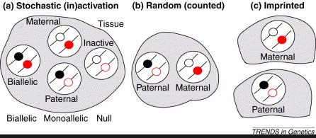 Difference between x inactivation and genomic imprinting