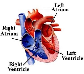 Difference between auricle and ventricle