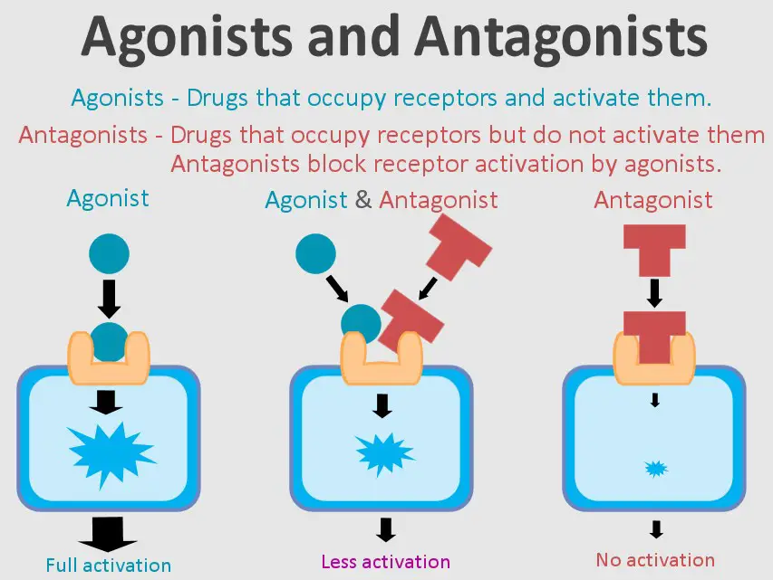 Differences between agonist and antagonist drugs