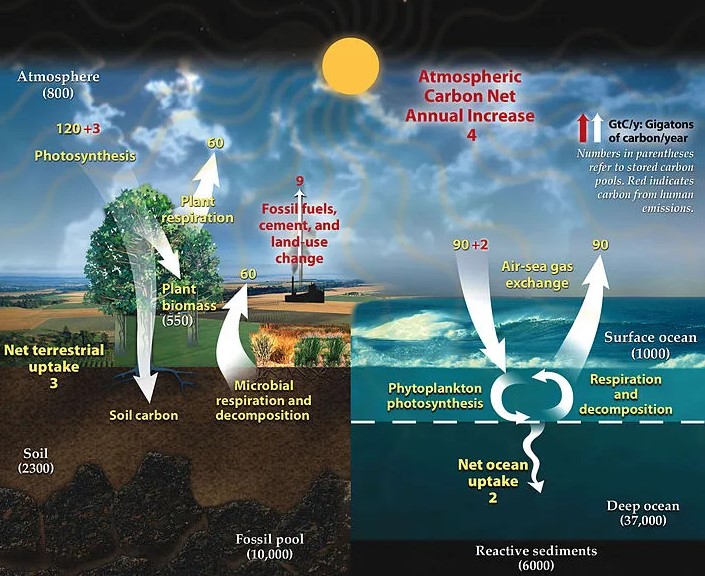 Differences between carbon cycle and phosphorus cycle