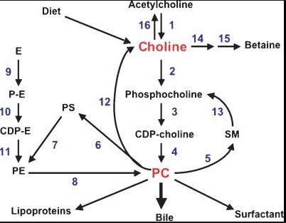 Differences between choline and phosphatidylcholine