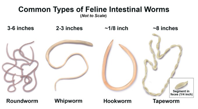 Differences between planarians and tapeworms