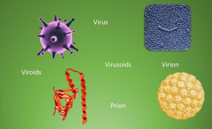 Differences between viroids and virusoids