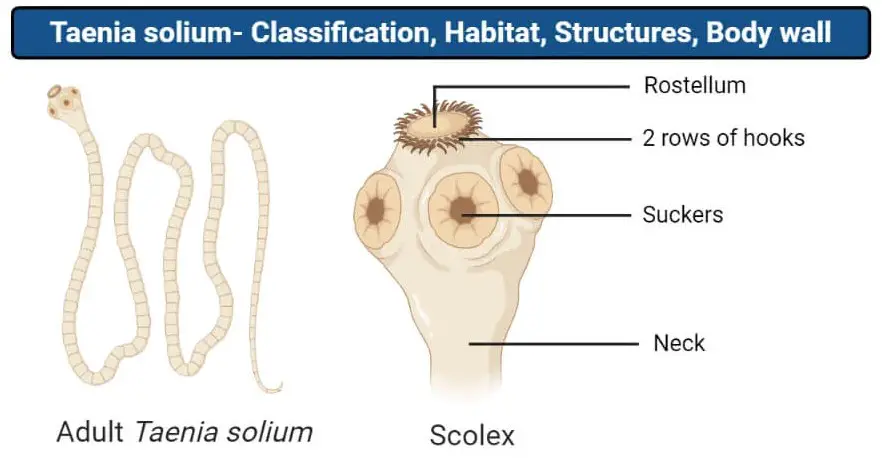 Differences in structure of taenia solium and taenia saginata