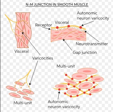 Different types of visceral smooth muscle cells