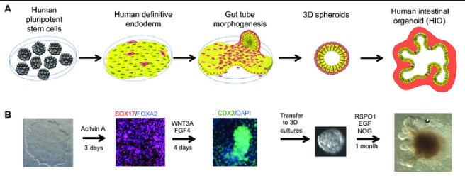 Examining the relationship between differentiation and morphogenesis