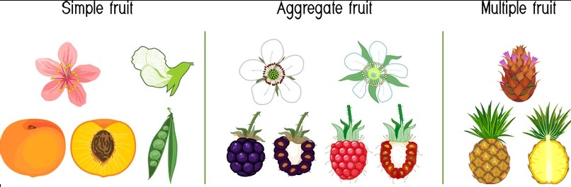 Examples of aggregate fruits