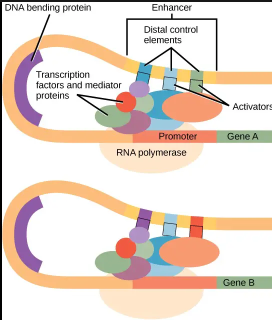 Examples of regulatory and repressor proteins