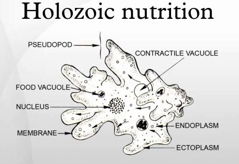 Examples of saprozoic nutrition
