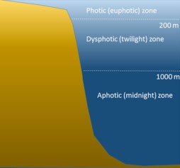 Explanation of aphotic zone
