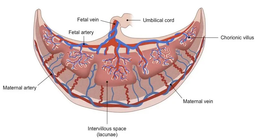 Explanation of the structure and function of the placenta