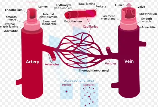 Function of nerves and blood vessels