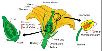 Function of pollen tubes and styles