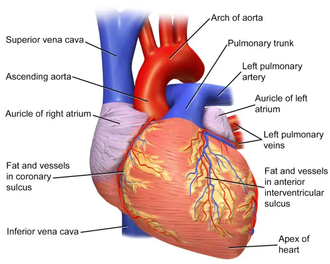 Function of the auricle and ventricle
