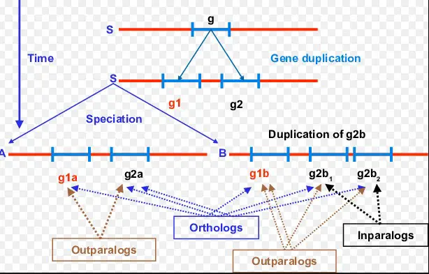 How are orthologous and paralogous genes different