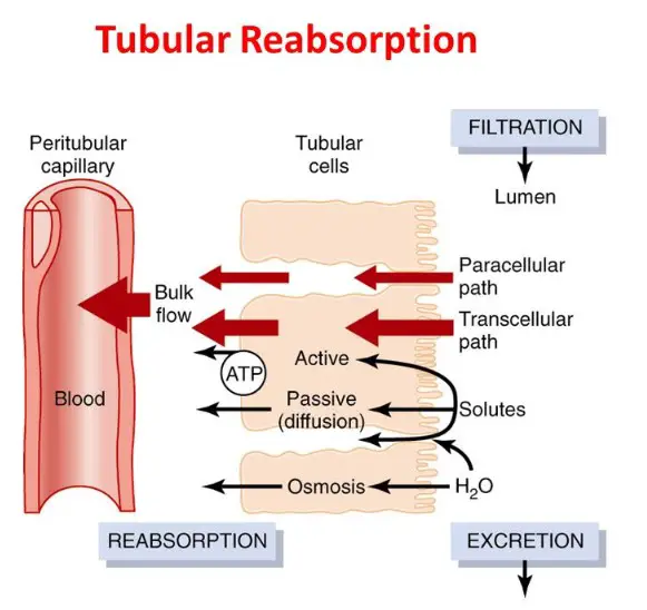 How do tubular reabsorption and tubular secretion differ