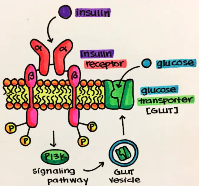 How enzyme-linked receptors function