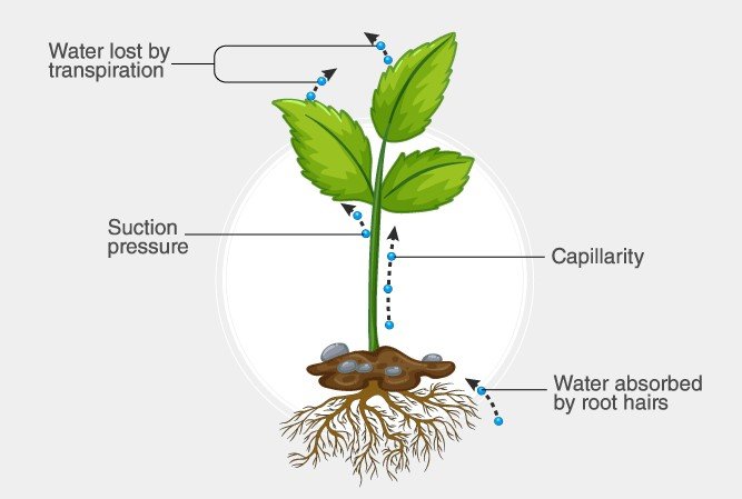 difference-between-root-pressure-and-transpiration-pull-relationship